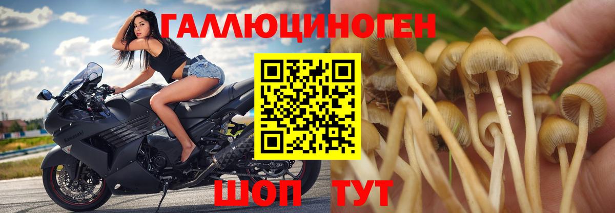 Галлюциногенные грибы прущие грибы  Псилоцибиновые грибы Psilocybine cubensis  Сокол  Вход с VPN 